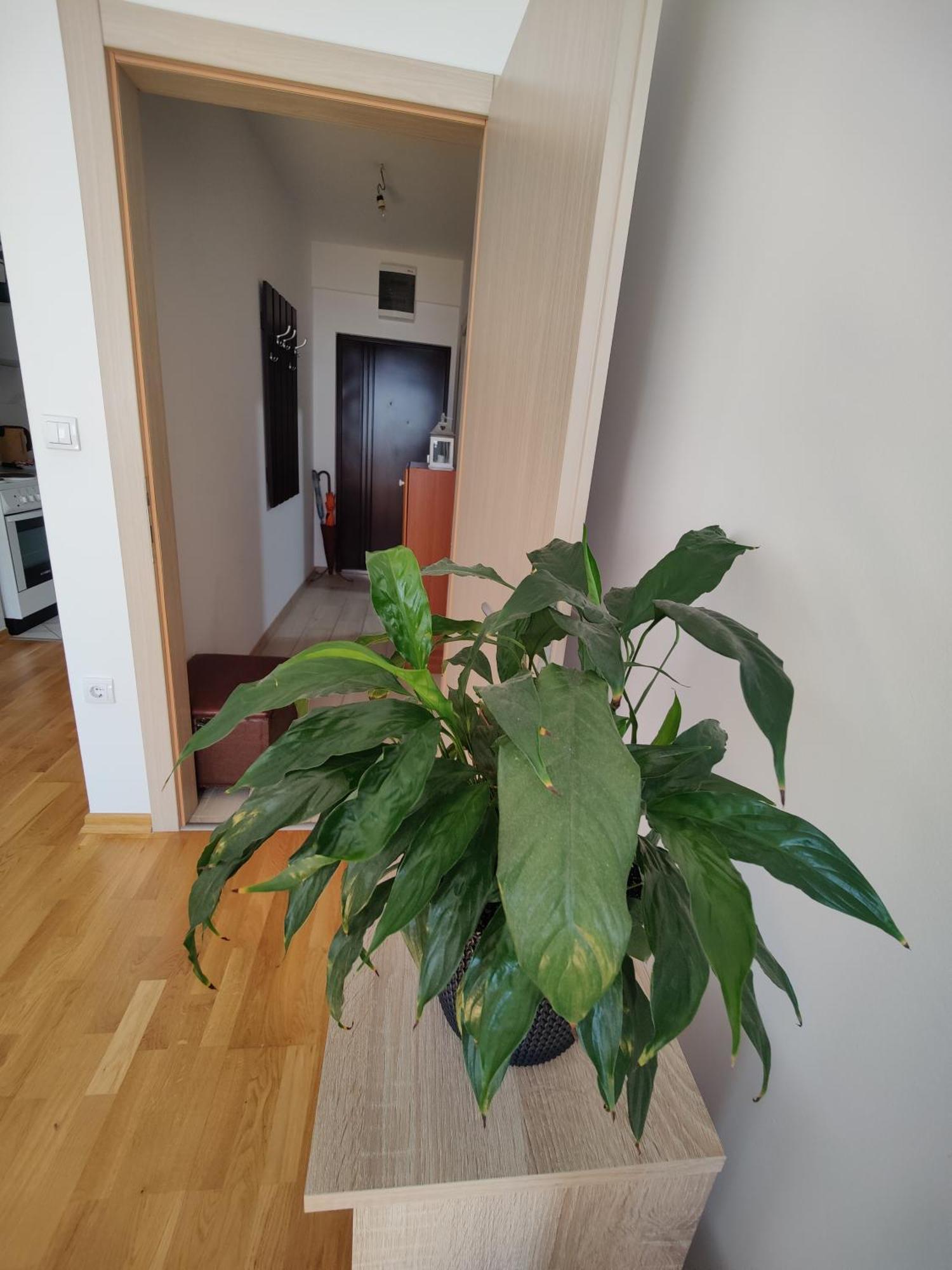 Apartman Aleksic Ni 외부 사진